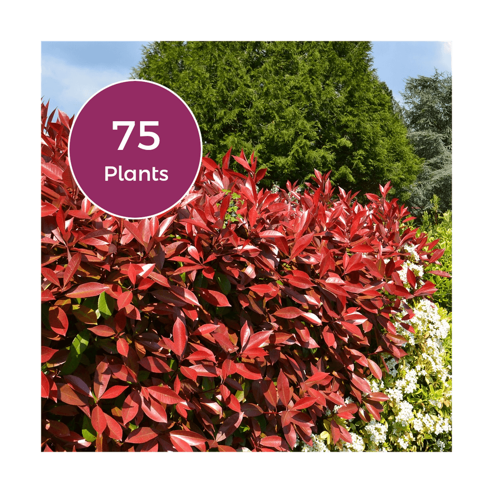 50 mètres de photinia red robin - kits prêts à planter | Truffaut
