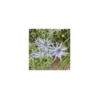 Chardon des pyrénées big blue/eryngium zabelii big blue[-]godet