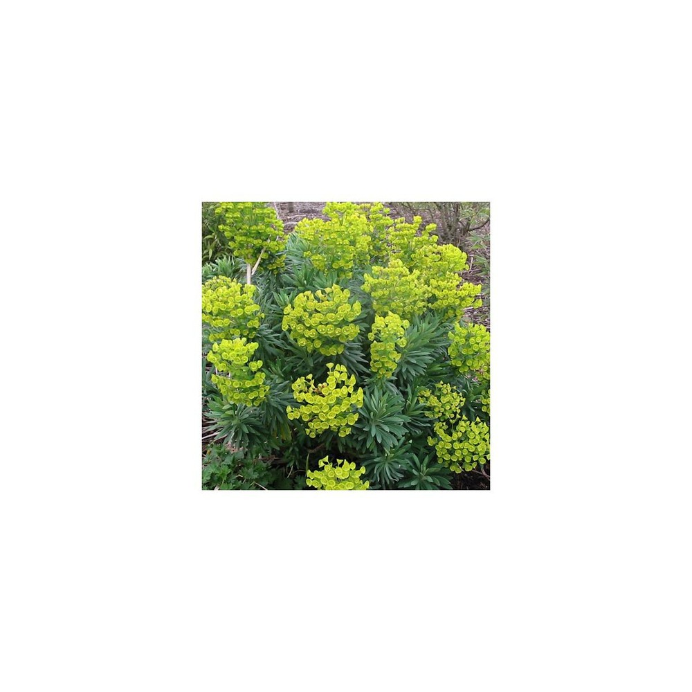 Euphorbe des vallons wulfenii/euphorbia characias ssp. Wulfenii[-]lot de 3 godets