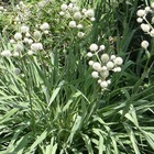 Panicaut à feuille de yucca/eryngium yuccifolium[-]godet