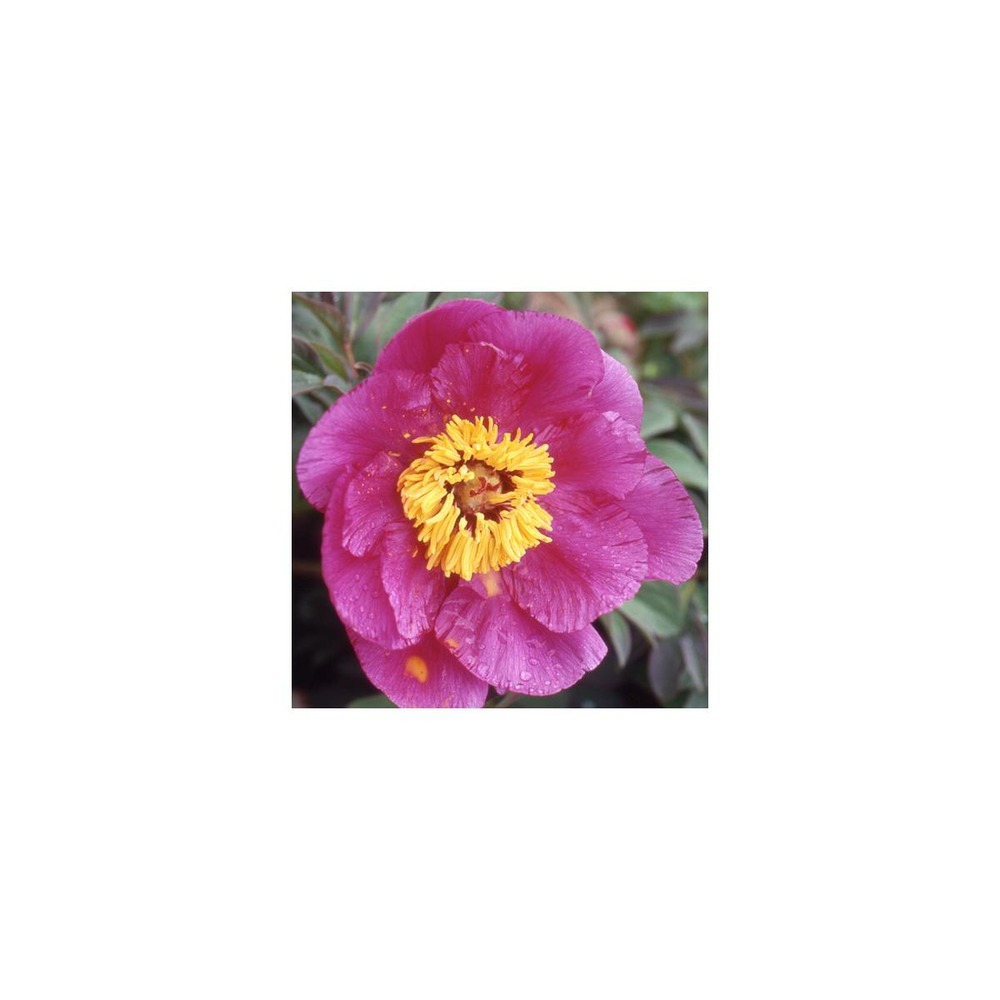 Pivoine officinale mollis/paeonia officinalis mollis[]pot de 2l Truffaut