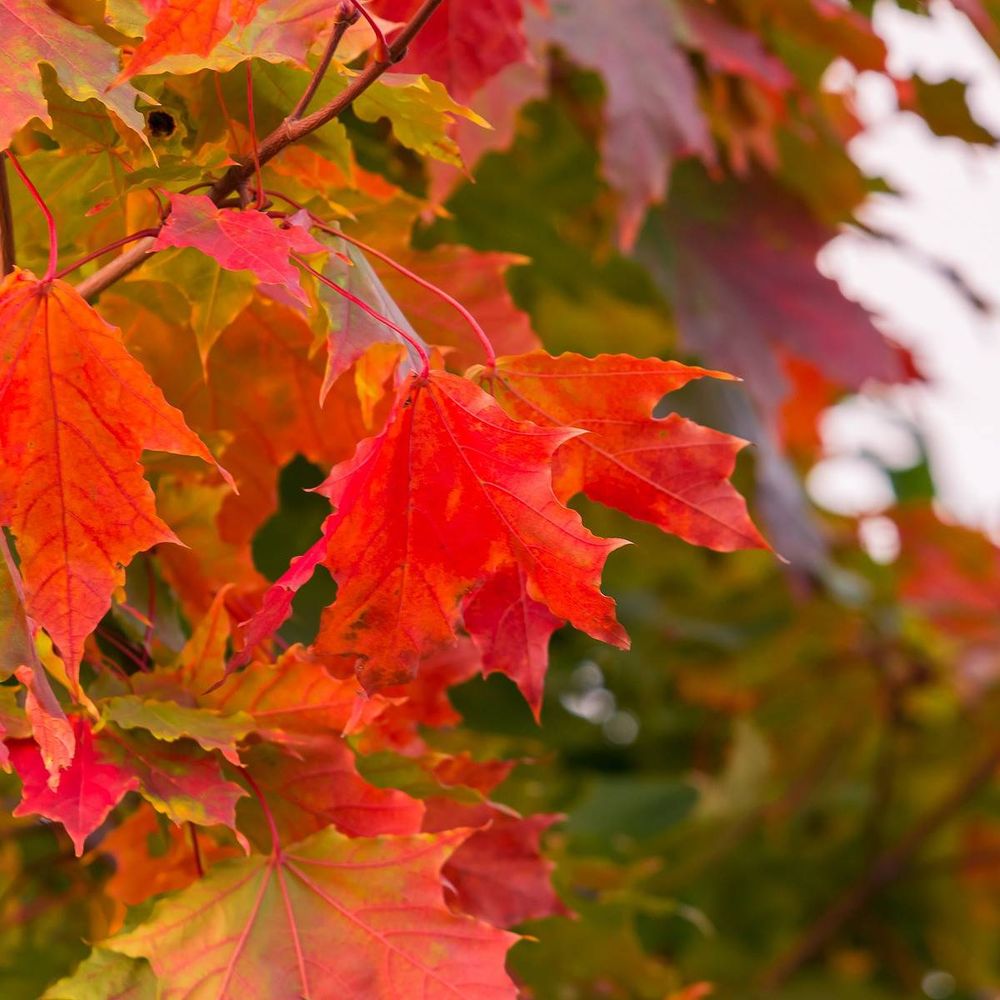 Érable rouge october glory | Truffaut