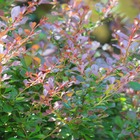 Epine-vinette thunbergii atropurpurea nana