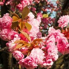 Cerisier du japon royal burgundy