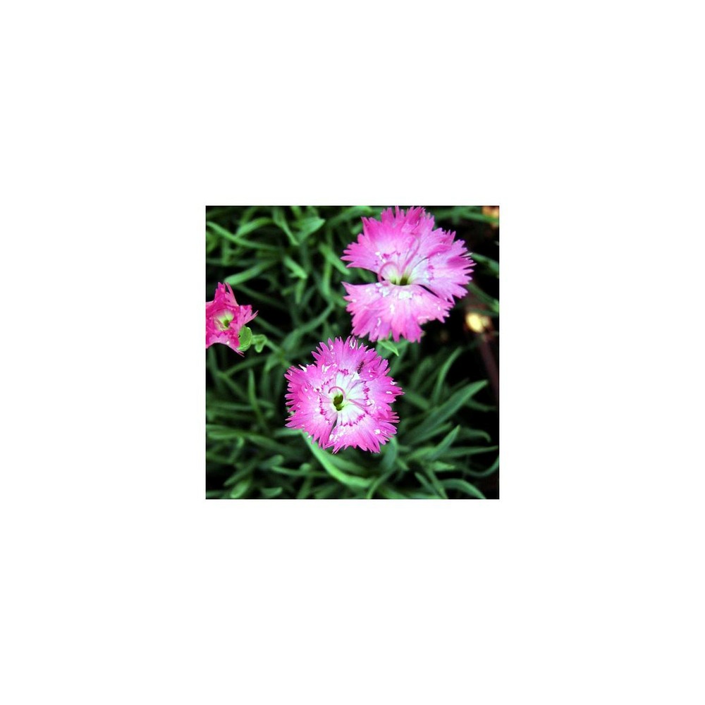 Œillet de grenoble/dianthus gratianopolitanus[-]lot de 5 godets