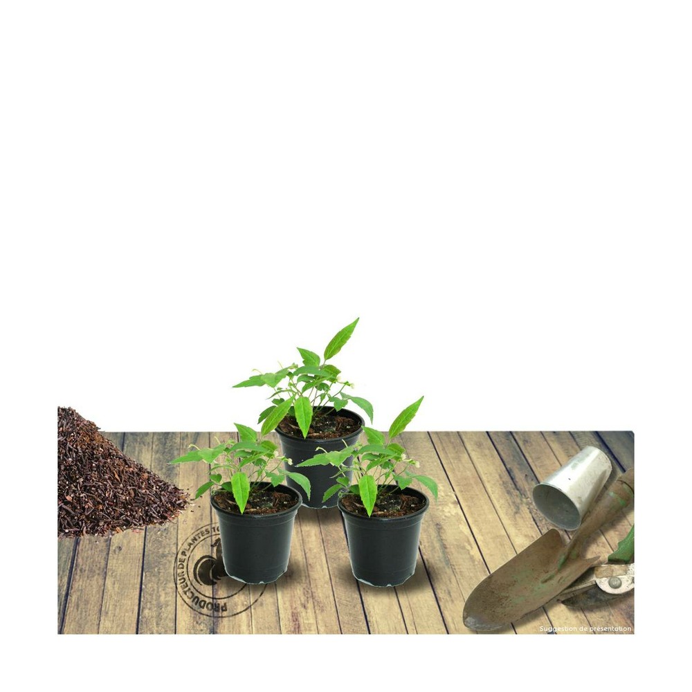 Géranium vivace yannis/geranium yannis[-]lot de 3 godets