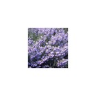 Sauge bleue grandiflora/salvia azurea grandiflora[-]lot de 3 godets