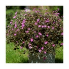 Géranium vivace orkney cherry/geranium orkney cherry[-]pot de 3l - 10/40 cm