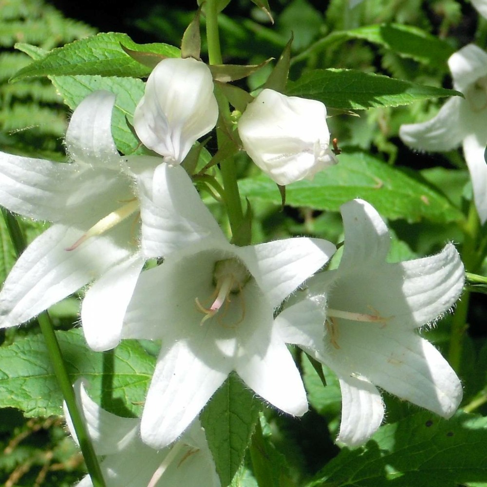 Campanule à fleurs laiteuses  lactiflora white pouff/campanula lactiflora white pouff[-]pot de 1,5l - 10/20 cm
