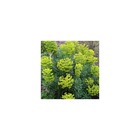 Euphorbe des vallons wulfenii/euphorbia characias ssp. Wulfenii[-]pot de 1l