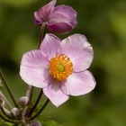Anémone du japon  hupehensis september charm/anemone hupehensis 'september charm'[-]pot de 1l