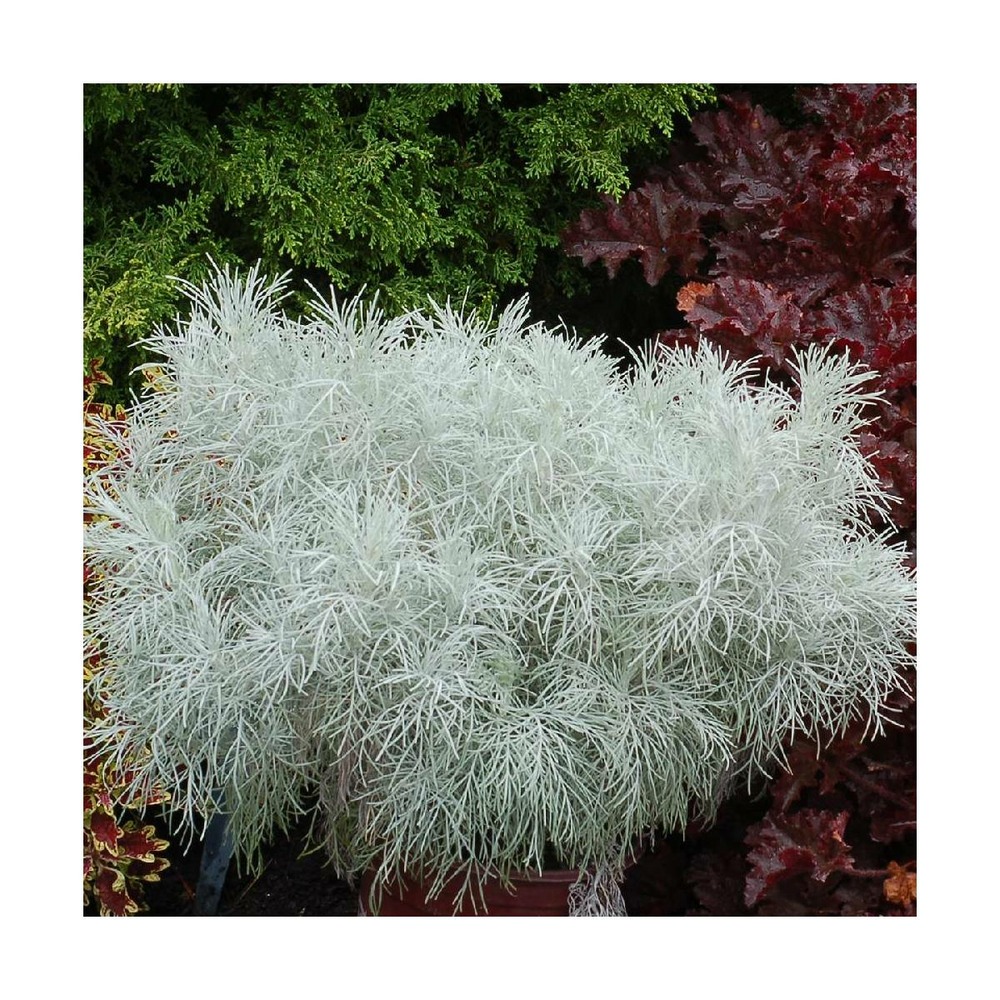 Thymian TEE 100 G Günstig Kaufen