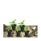 Pulmonaire angustifolia azurea/pulmonaria angustifolia azurea[-]lot de 5 godets