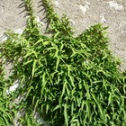 Lierre à patte d'oie helix sagittifolia/hedera helix sagittifolia[-]pot de 3l - echelle bambou 60/120 cm