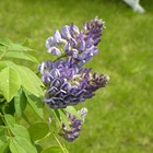 Glycine d'amérique frutescens longwood purple/wisteria frutescens longwood purple[-]godet - 5/20 cm