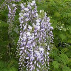 Glycine du japon floribunda/wisteria floribunda[-]godet - 5/20 cm