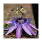 Passiflore x belotii purple passion®/passiflora x belotii purple passion®[-]godet - 5/20 cm
