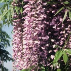 Glycine du japon floribunda royal purple/wisteria floribunda royal purple[-]godet - 5/20 cm