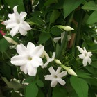 Jasmin blanc officinale affine/jasminum officinalis affine[-]pot de 3l - echelle bambou 60/120 cm