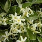 Jasmin étoilé jasminoïdes variegata/trachelospermum jasminoïdes 'variegata'[-]pot de 3l - echelle bambou 60/120 cm