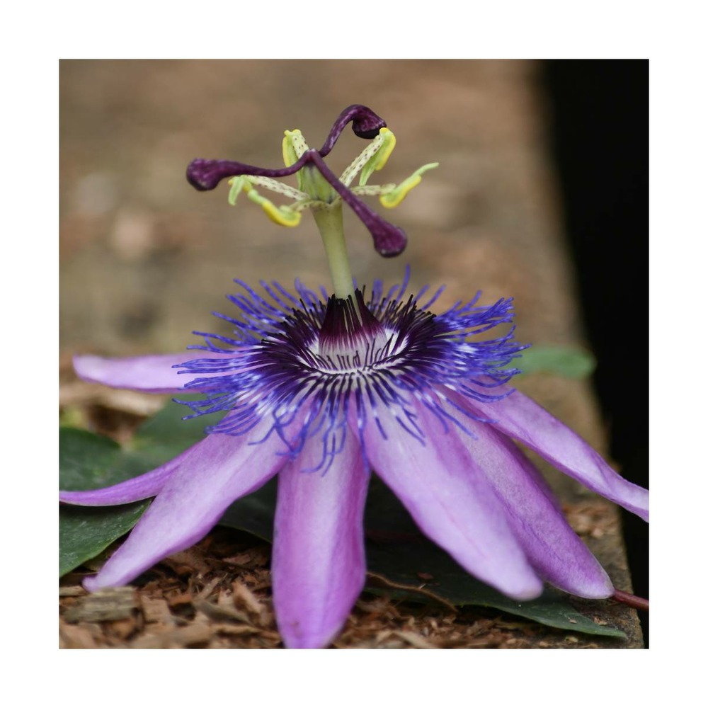 Passiflore x belotii purple passion®/passiflora x belotii purple passion®[-]pot déco de 5,7l - echelle bambou 90 cm