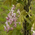 Glycine soyeuse venusta rosea/wisteria venusta rosea[-]pot de 3l - 60/120 cm
