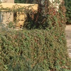 Vigne vierge tricuspidata lowii/parthenocissus tricuspidata lowii[-]pot de 2l - tuteut bambou 90 cm