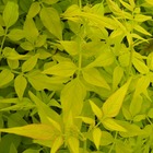 Jasmin blanc officinalis aureum/jasminum officinalis aureum[-]pot de 3l - echelle bambou 60/120 cm