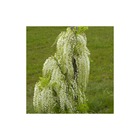 Glycine du japon floribunda alba/wisteria floribunda alba[-]pot de 2l - tuteut bambou 90 cm