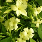 Jasmin blanc officinalis clotted cream® 'devon cream'/jasminum officinalis clotted cream® 'devon cream'[-]pot de 4l - echelle bambou