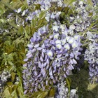 Glycine de chine sinensis prolific/wisteria sinensis prolific[-]pot de 1l - tuteur 60 cm