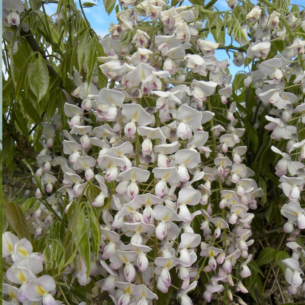 Glycine du japon floribunda lipstick/wisteria floribunda lipstick[-]pot de 1,5l - tuteur bambou 30/60 cm