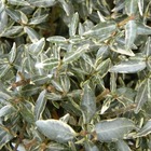 Jasmin étoilé asiaticum goshiki chirimen/trachelospermum asiaticum 'goshiki chirimen'[-]godet - 5/20 cm