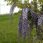 Glycine de formose formosa/wisteria formosa[-]pot de 1l - tuteur 60 cm