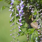 Glycine du japon floribunda premature/wisteria floribunda premature[-]pot de 1,5l - tuteur bambou 30/60 cm