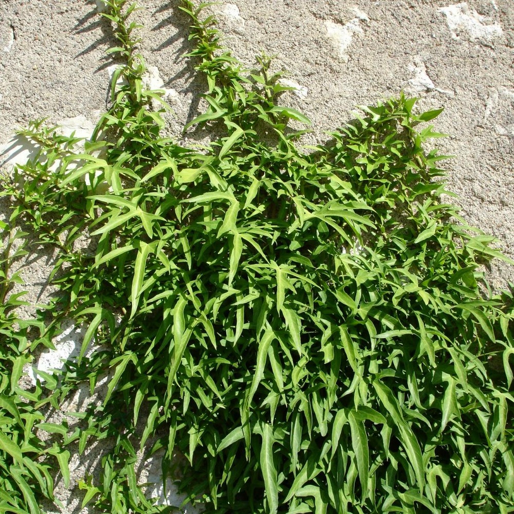 Lierre à patte d'oie helix sagittifolia/hedera helix sagittifolia[-]pot de 2l - tuteut bambou 90 cm