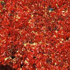 Vigne vierge quinquefolia red wall® 'troki'/parthenocissus quinquefolia red wall® 'troki'[-]pot de 13,6l - tipi bambou 180 cm