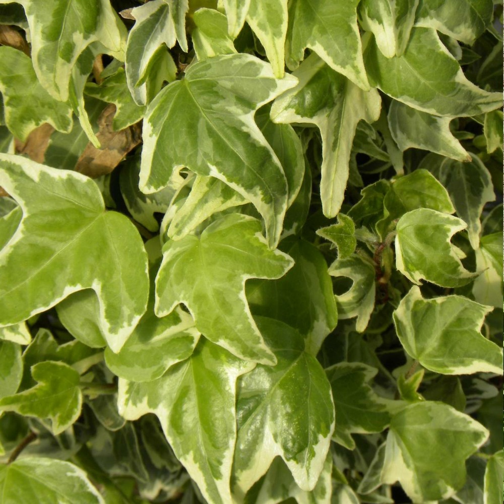 Lierre à patte d'oie helix sagittifolia variegata/hedera helix sagittifolia variegata[-]pot de 1,3l tuteur 60 cm
