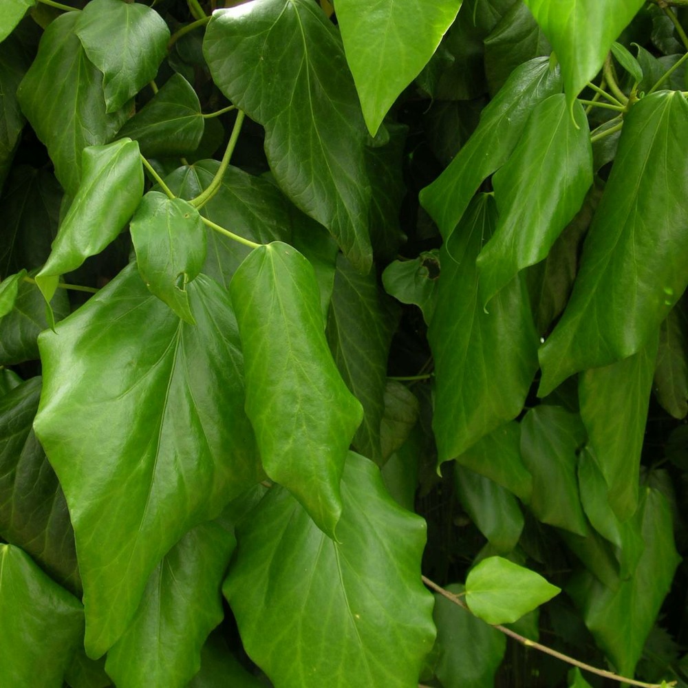 Lierre des colchide colchica/hedera colchica[-]pot de 1,5l - tuteur bambou 30/60 cm