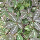 Vigne vierge henryana/parthenocissus henryana[-]godet - 5/20 cm
