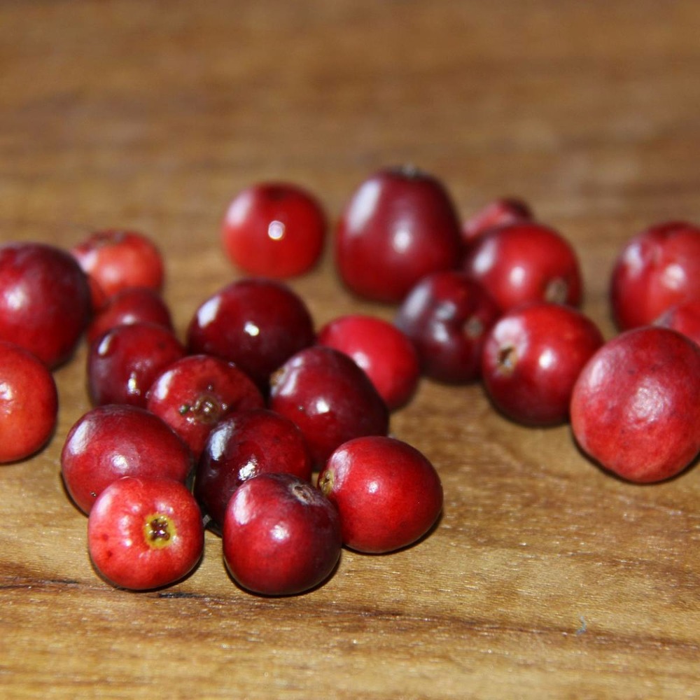 Canneberge à gros fruits, airelles, cranberry macrocarpon howes/vaccinium macrocarpon howes[-]pot de 3l - 40/60 cm
