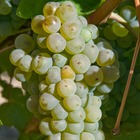 Vigne vinifera chasselas doré/vitis vinifera chasselas doré[-]pot de 3l - 120 cm