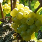 Vigne vinifera ampelia® candin/vitis vinifera ampelia® candin[-]pot de 3l - 60/120 cm
