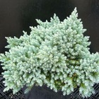 Genévrier écailleux squamata blue star/juniperus squamata blue star[-]pot de 5l - 40/60 cm