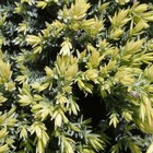 Genévrier écailleux squamata holger/juniperus squamata holger[-]godet - 5/20 cm