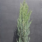 Genévrier des rocheuses scopulorum blue arrow/juniperus scopulorum blue arrow[-]pot de 7,5l - 60/80 cm
