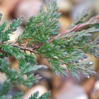 Genévrier de chine chinensis kaizuka/juniperus chinensis kaizuka[-]godet - 5/20 cm