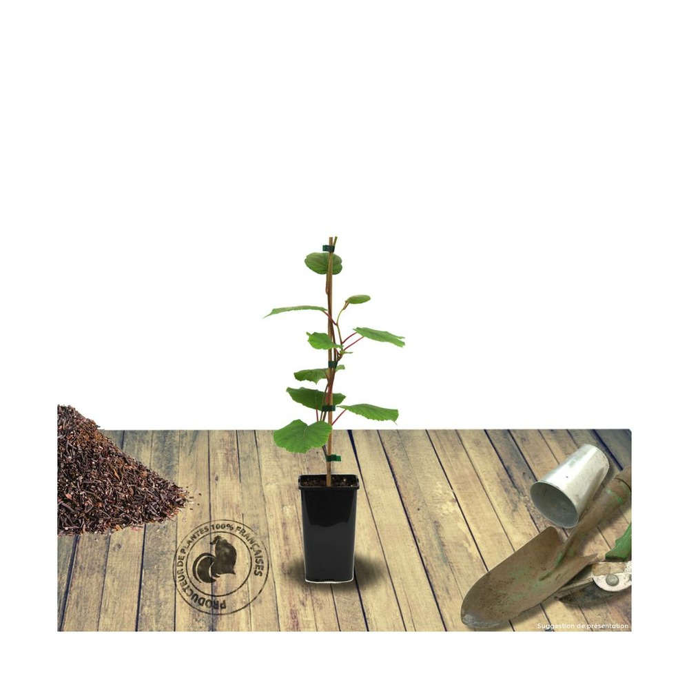 Kiwi chinensis jenny (autofertile)/actinidia chinensis jenny  (autofertile)[-]pot de 1,5l - 20/50 cm