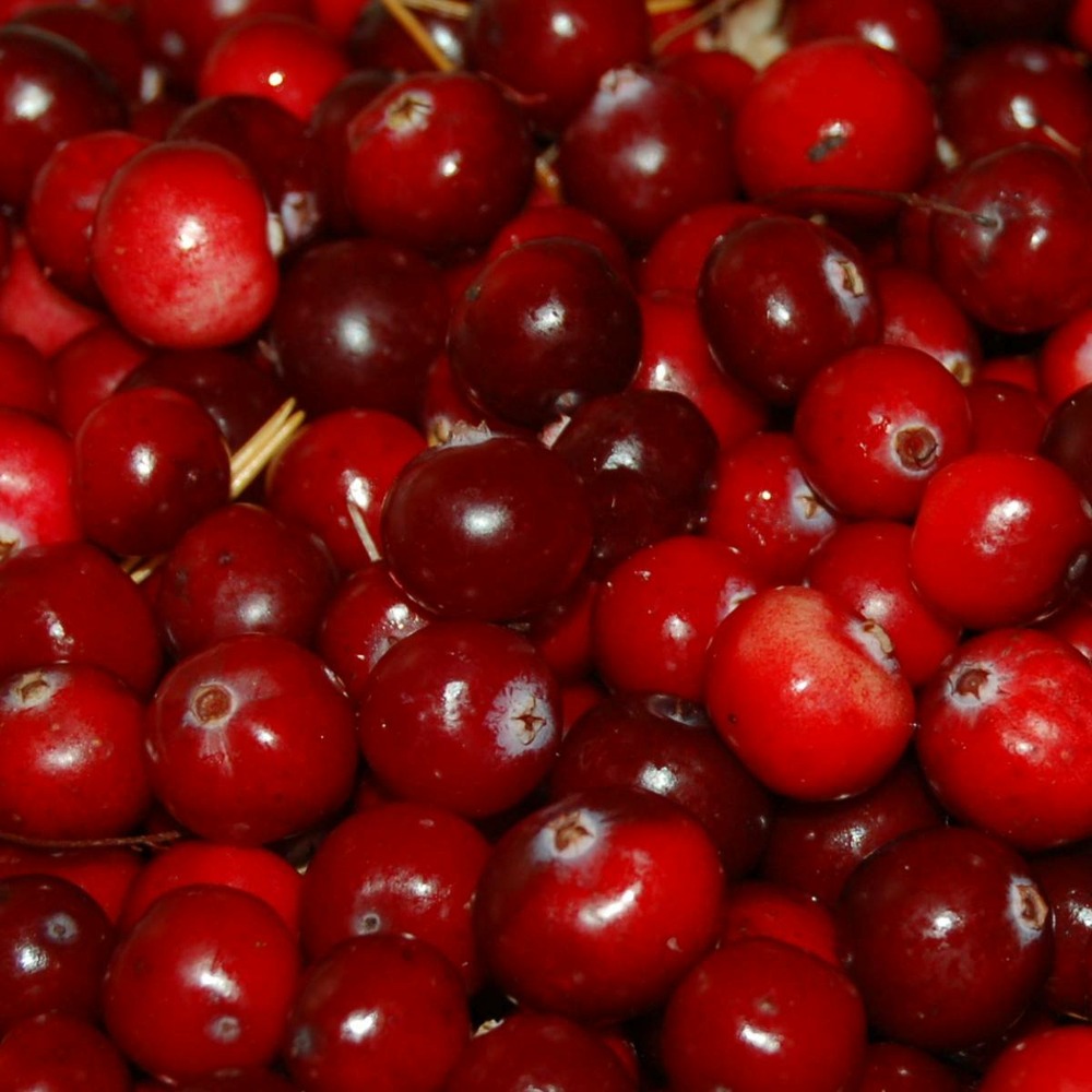 Canneberge à gros fruits, airelles, cranberry macrocarpon stevens bio/vaccinium macrocarpon stevens[-]pot de 3l - touffe
