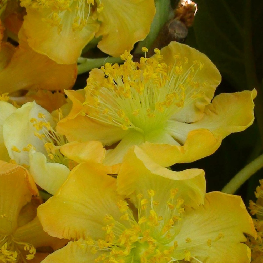 Kiwi chinensis golden delight (mâle)/actinidia chinensis golden delight (mâle)[-]godet - 5/20 cm